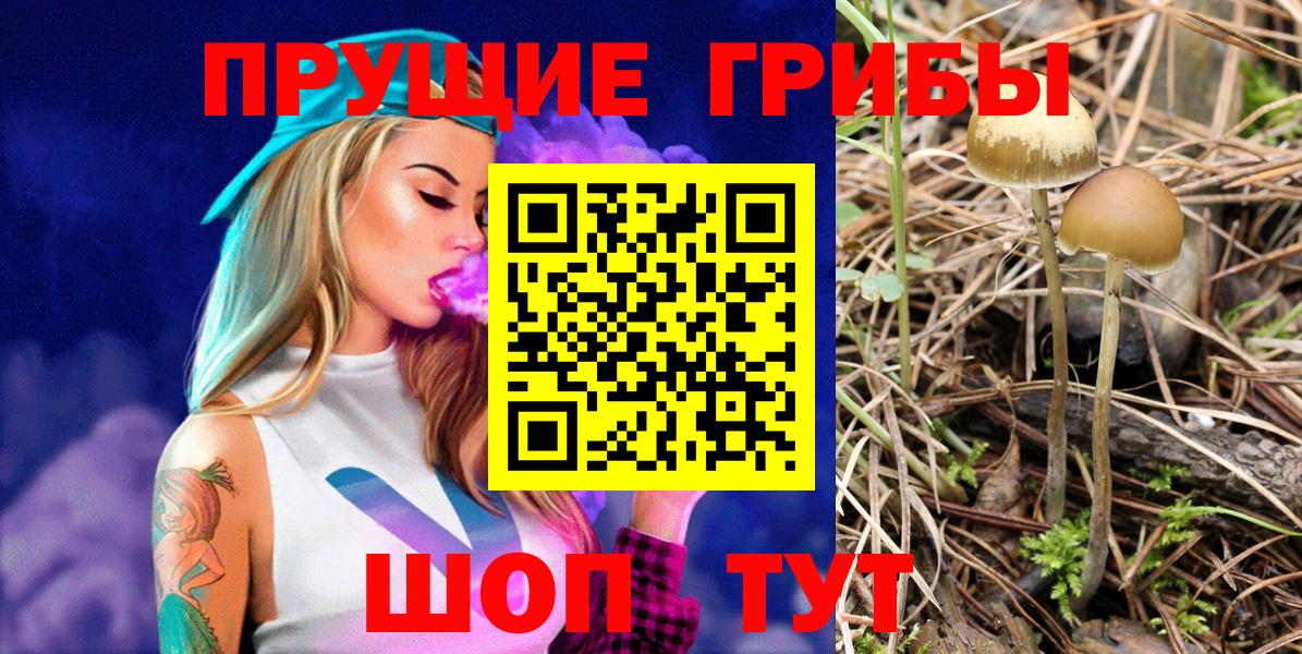 Галлюциногенные грибы Psilocybe Пенза
